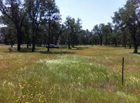 Late season grasses and green trees