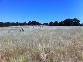 Brown grasses at Vaira field site