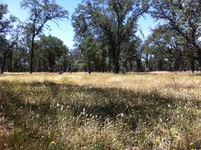 Dying grasses and green trees at Tonzi