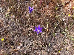 Purple flowers in dead grass