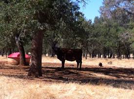 Cow in the shade of oak trees at Tonzi