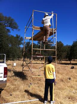 Joe assembling scaffolding for Martin tree study