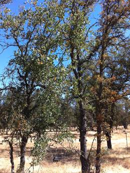 Oak trees