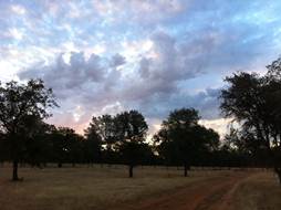 Pretty clouds a dawn over oak savanna