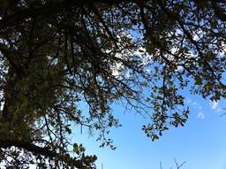 Oak leaves silouetted on blue sky