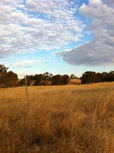 Pretty clouds over golden grass field