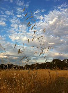 Grass seeds in front of pretty clouds