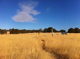 Pretty golden grass with blue sky and a bit of cloud