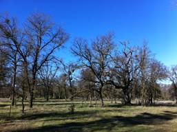 Blue skys, bare trees and green grass