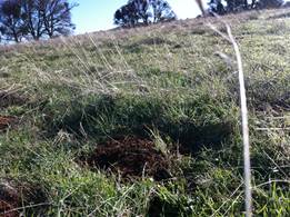 Close up of grass sprouts