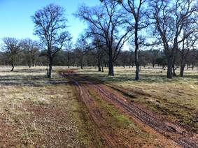 Muddy road and bare trees
