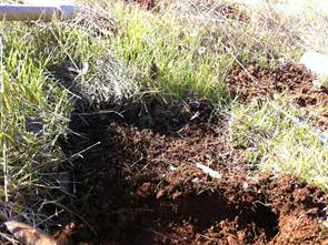 Close up of wet soil and grass sprouts