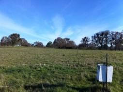 Green field at Vaira