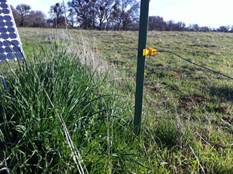 Tall grass next to fence post