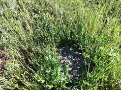 Cow poop in tall green grass