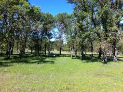 Green oaks and green grass