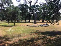 Oak savanna trees and grass