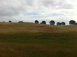 Yellow green hills and overcast