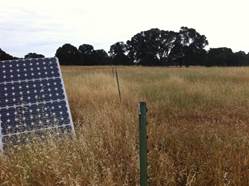 Solar panels and tall yellow grass