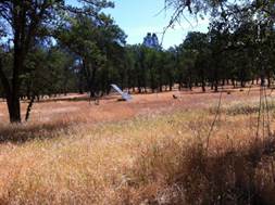 Yellow grass and green trees near Floor site
