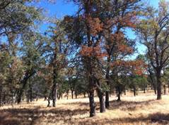 Some brown leaves on one of the oaks