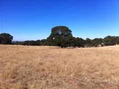 Dead grass, blue sky and big tree at Vaira