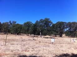 Dead grass and green trees