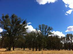 Trees, blue sky and clouds