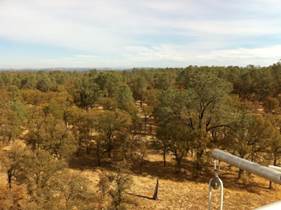 Yellow oak trees and green pine from tower top