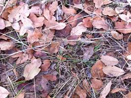 Dead oak leaves on the ground