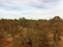 View of the oak from part way up the tower