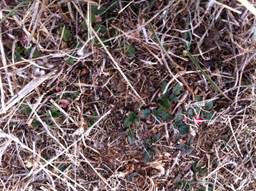 Green sprouts in dead grass