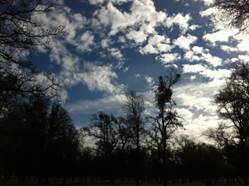 Nice clouds and silhouetted trees