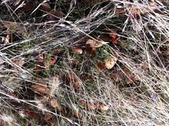 Green sprouts in dead grass