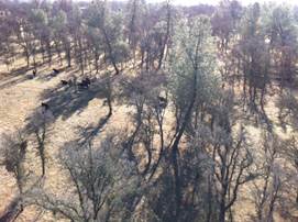 View of cows on oak savanna from tower top