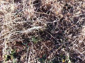 A few green grass sprouts in the dead grass