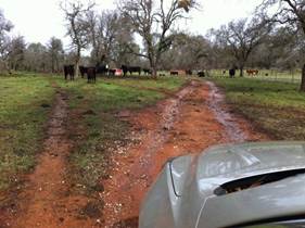 Cows, muddy road and car hood