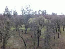 Some grees leaves on one oak in the savanna