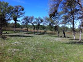 Green grass and oaks near the pond