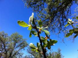 Close up of leaves on oak twig