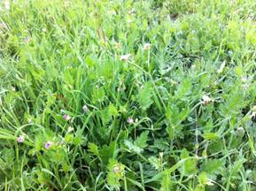 Thick grass and herbs