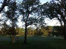 Early morning on the oak savanna