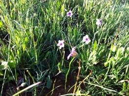 Green grass and wild flowers