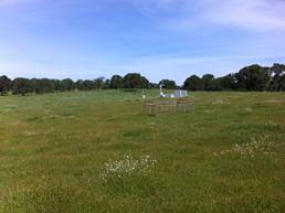 green pasture and flowers at Vaira site