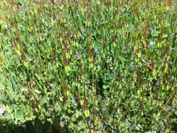 Close up of grass going to seed