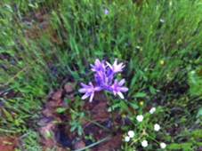 Purple wild flower over green grass