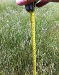 Tape measure for grass height