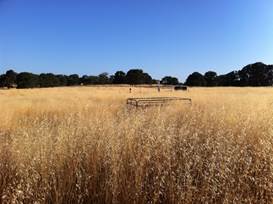Tall yellow grass at Vaira site