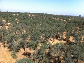 View down on oak savanna from tower top
