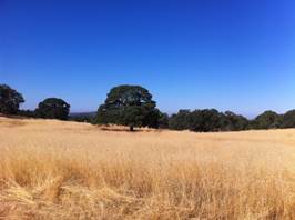 Golden grass, big tree and blue sky